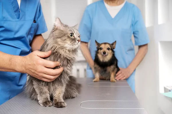 Pet Clinic