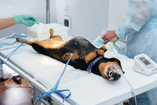 Pet Surgery